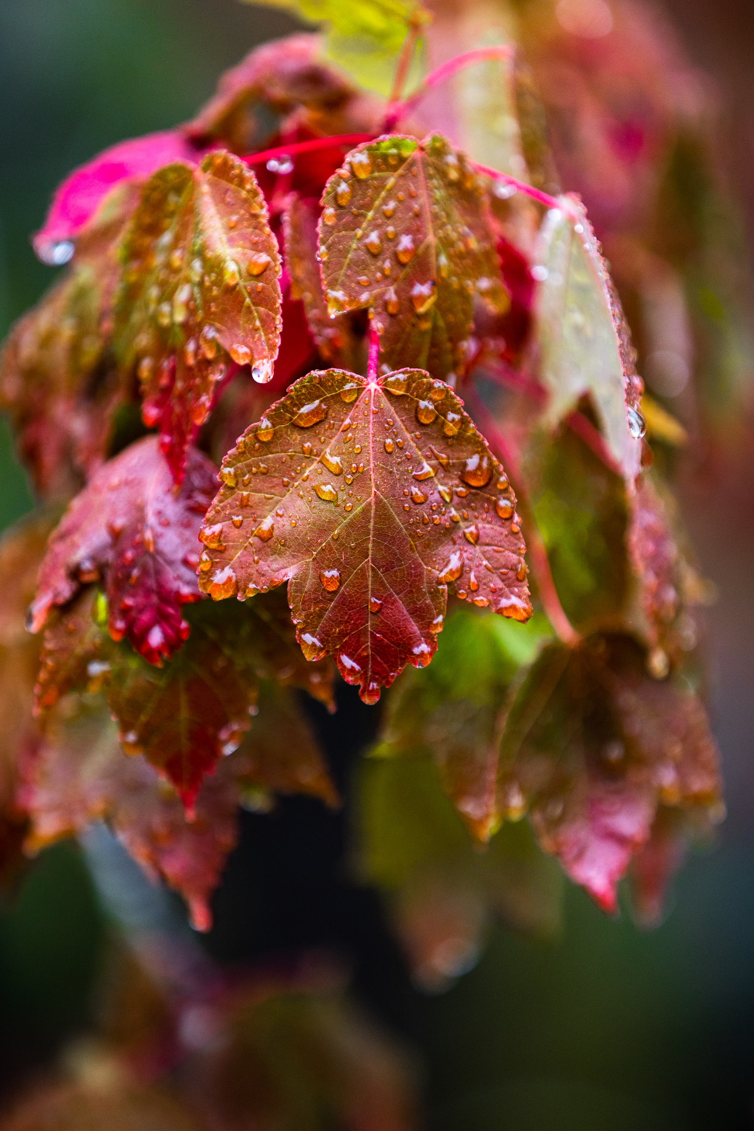 Macro Trees 10-29-2022 (7227).jpg