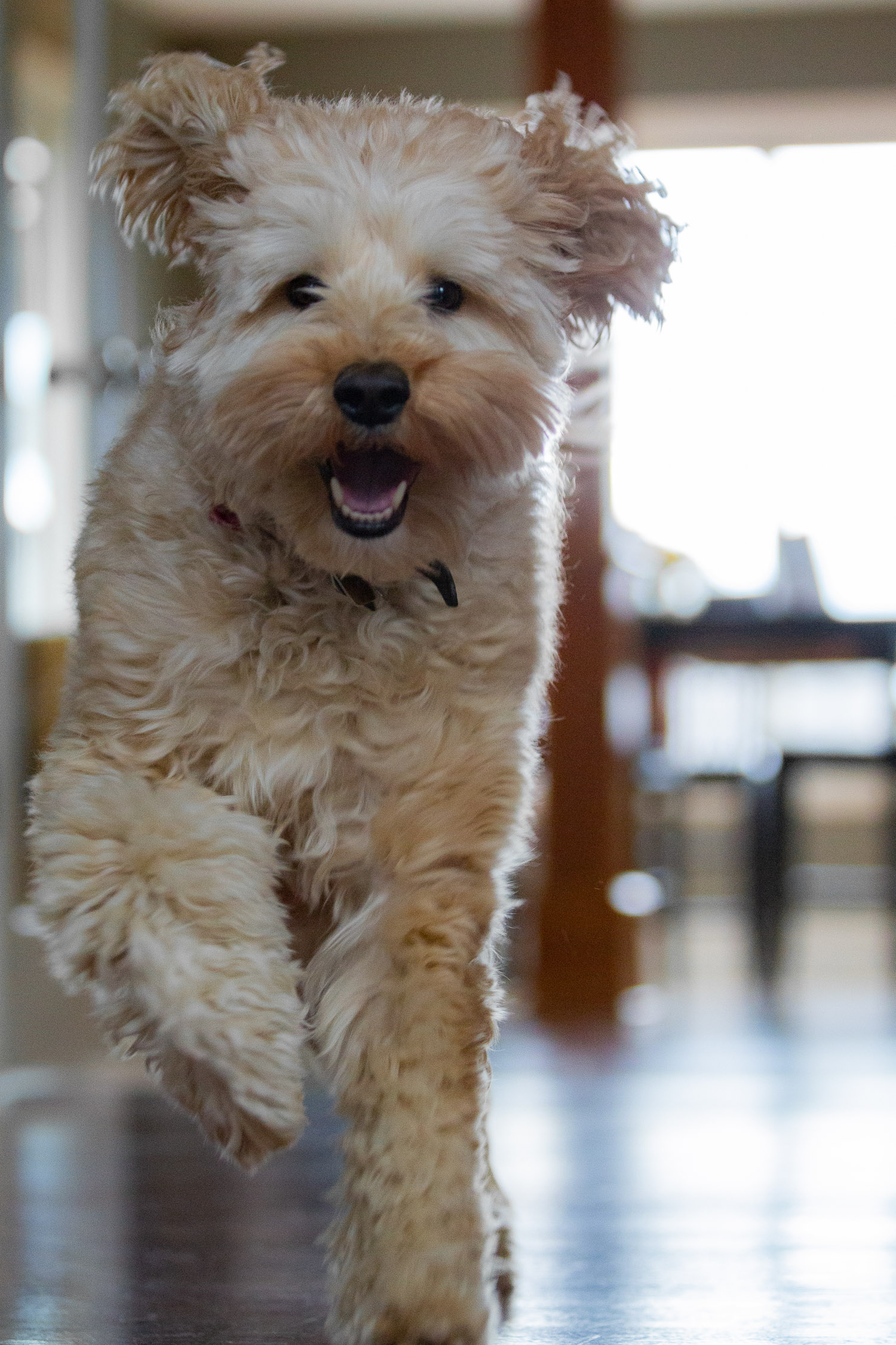 Ozzie 02-20-2022-15.jpg